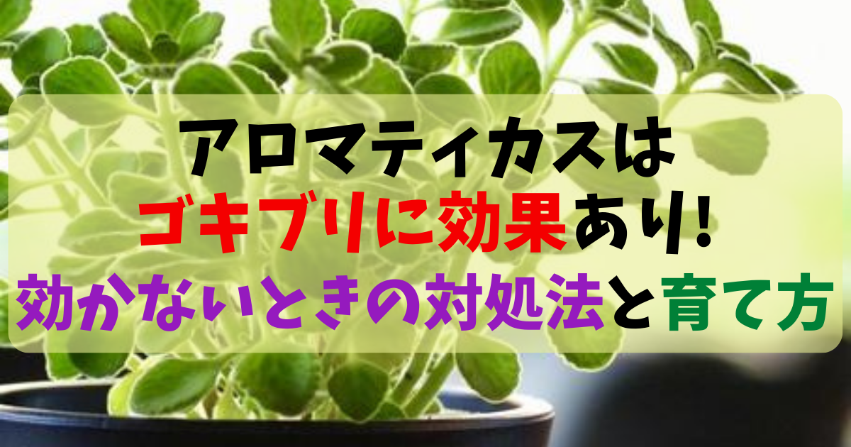 アロマティカスはゴキブリに効果あり 効かないときの対処法と育て方