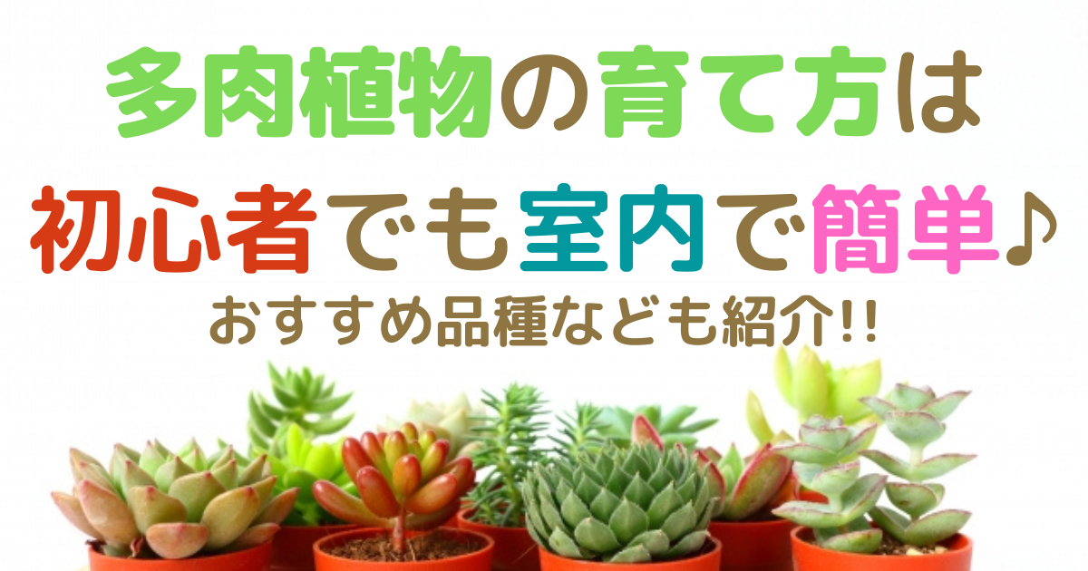 多肉植物の育て方は初心者でも室内で簡単 おすすめ品種なども紹介